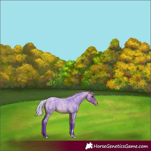 Horse Color:Watercolor Silver Brown Roan Appaloosa 