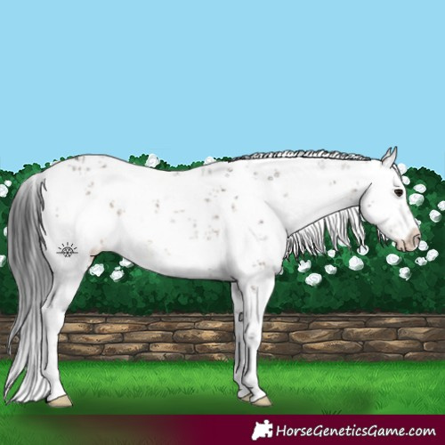 Horse Color:White Spotted Brown Dun Sabino 