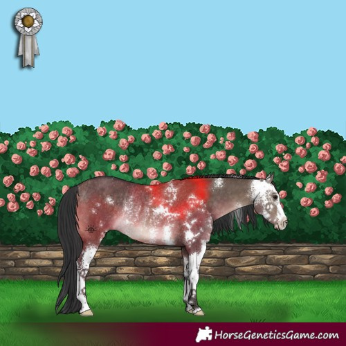 Horse Color:Brown Dun Sabino Rabicano 