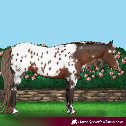 Horse Color:White Spotted Liver Chestnut Appaloosa 