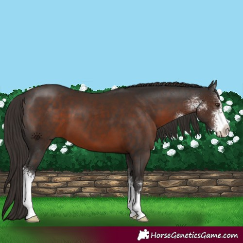 Horse Color:Liver Chestnut Sabino 