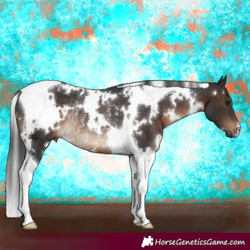 Horse Color:White Spotted Brown Tobiano Rabicano 