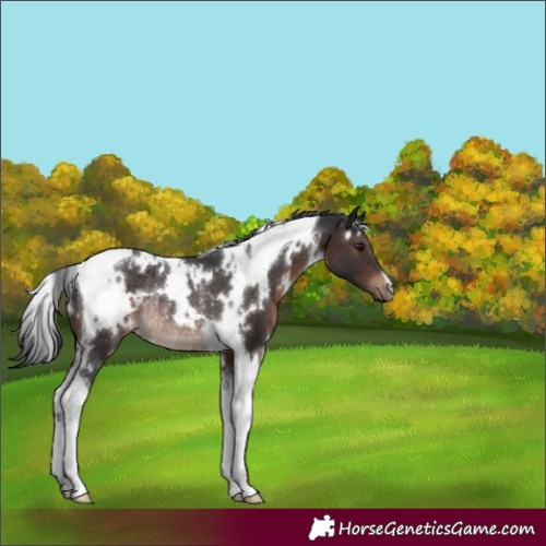 Horse Color:White Spotted Brown Tobiano Rabicano 
