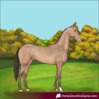 Horse Color:Amber Champagne Rabicano 