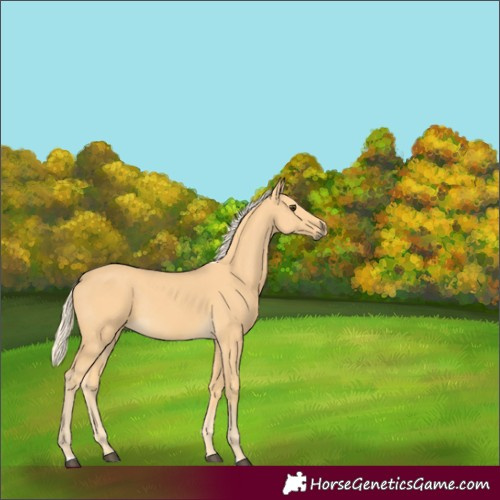 Horse Color:Unknown 