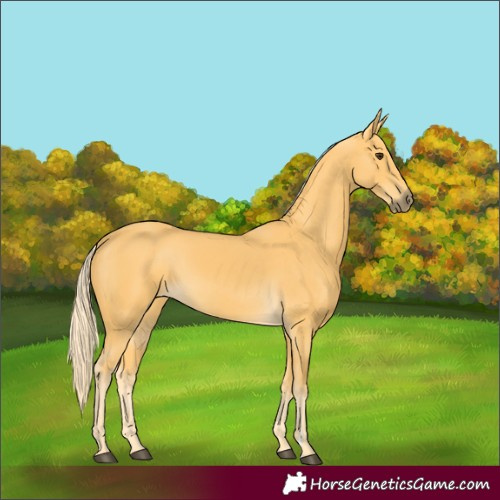 Horse Color:Palomino 