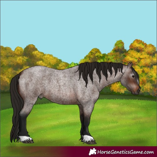 Horse Color:Gray Bay Roan 