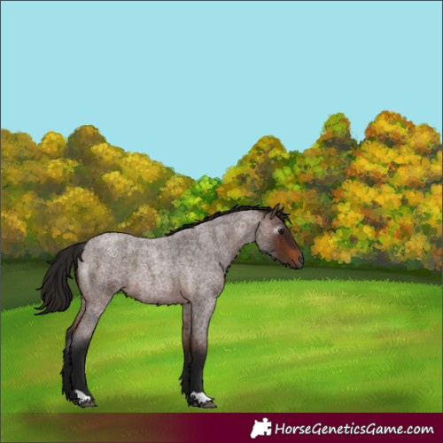 Horse Color:Gray Bay Roan 