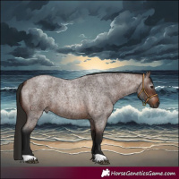 Horse Color:Gray Bay Roan 
