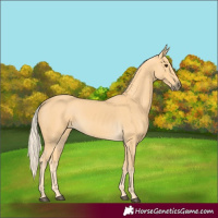 Horse Color:Palomino 