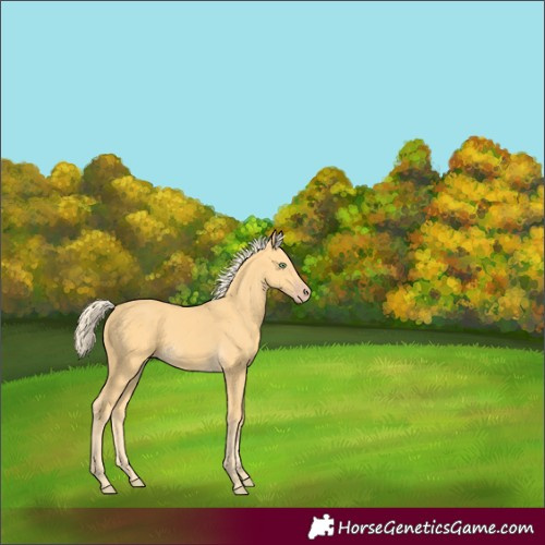 Horse Color:Gold Cream Champagne 