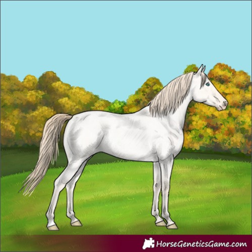 Horse Color:Perlino Roan Dun 