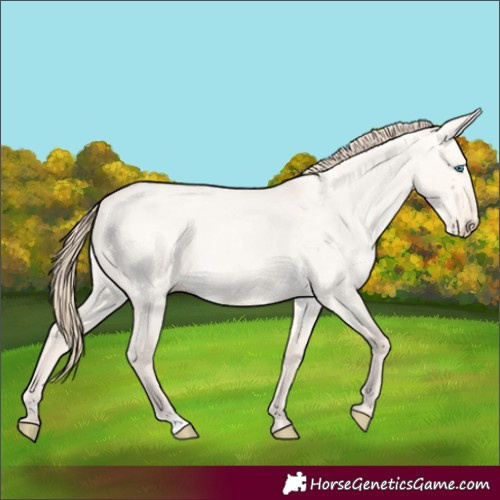 Horse Color:Perlino Roan Dun 