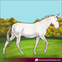 Horse Color:Perlino Roan Dun 