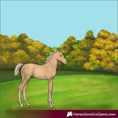 Horse Color:Gold Cream Champagne Rabicano 