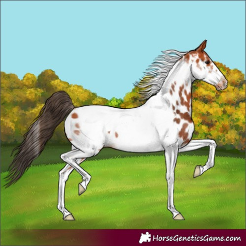 Horse Color:Bay Tobiano Frame Near Leopard Rabicano 