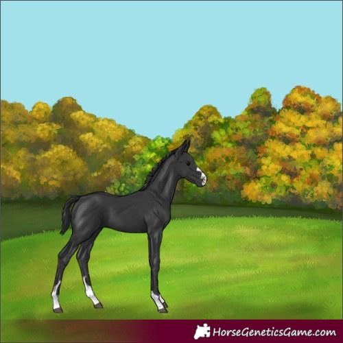 Horse Color:Unknown 