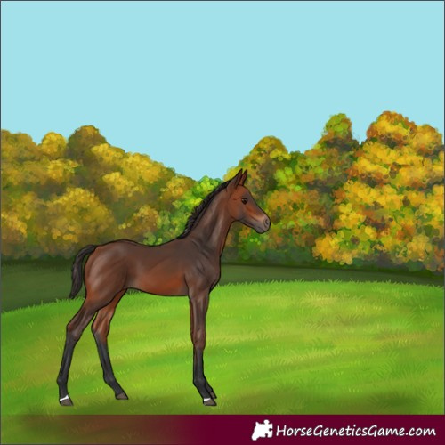 Horse Color:Bay 
