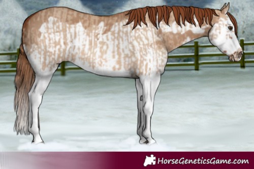 Horse Color:Red Dun Splash  and Red Dun Splash Frame 