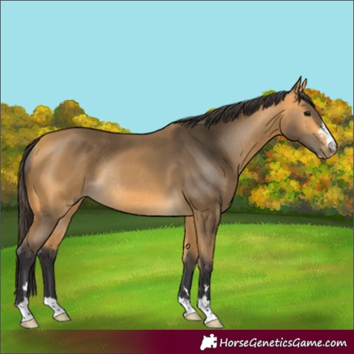 Horse Color:Buckskin Rabicano