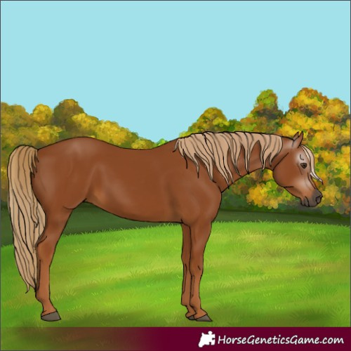 Horse Color:Gray Chestnut