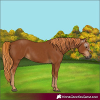 Horse Color:Gray Chestnut