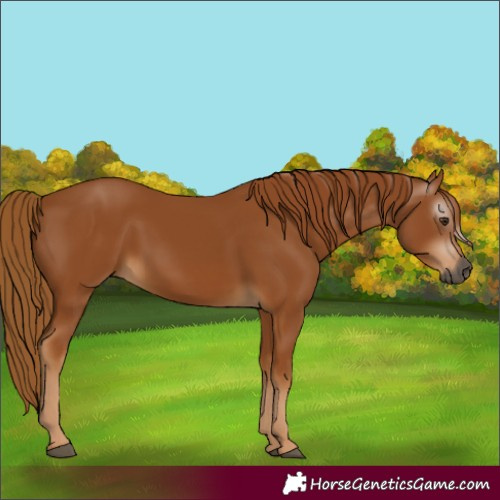 Horse Color:Gray Chestnut 