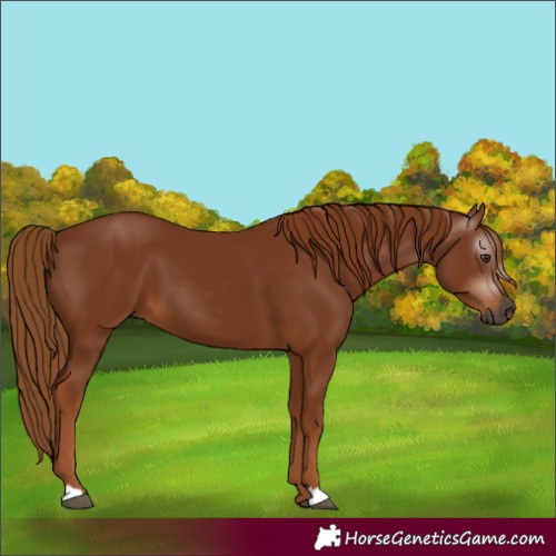 Horse Color:Gray Chestnut 