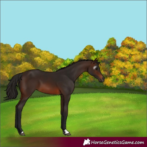 Horse Color:Gray Bay 