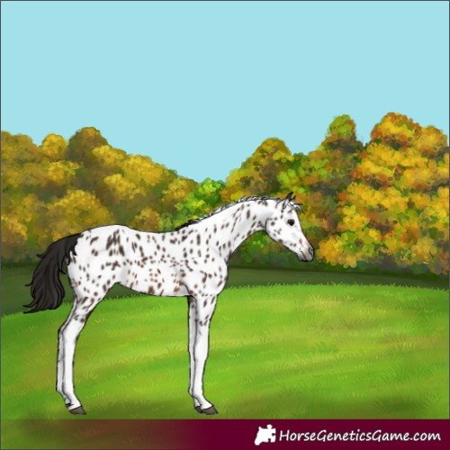 Horse Color:Gray Bay Splash Tobiano Appaloosa