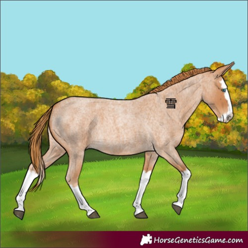Horse Color:Red Roan Splash