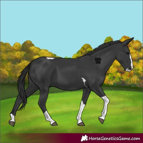 Horse Color:Black Splash Tobiano