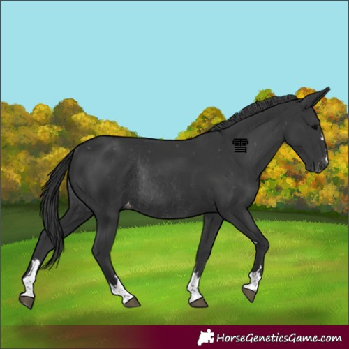 Horse Color:Black Appaloosa Rabicano 