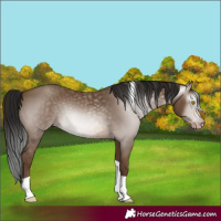Horse Color:Gray Amber Champagne Tobiano