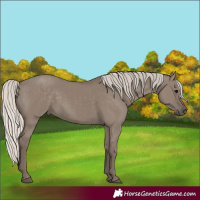 Horse Color:Silver Grullo