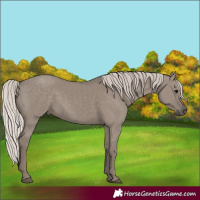 Horse Color:Silver Grullo