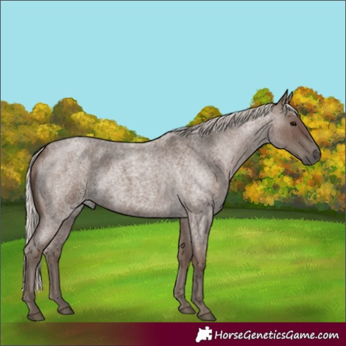 Horse Color:Silver Blue Roan 