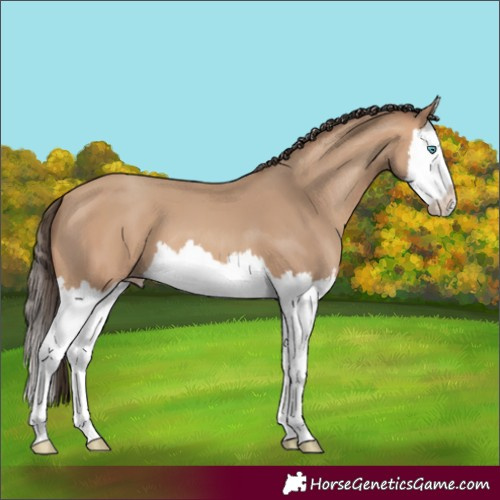 Horse Color:Amber Champagne Splash 