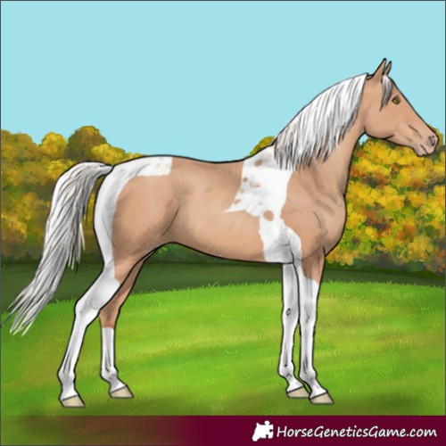 Horse Color:Silver Sable Champagne Tobiano 