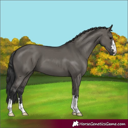 Horse Color:Grullo 