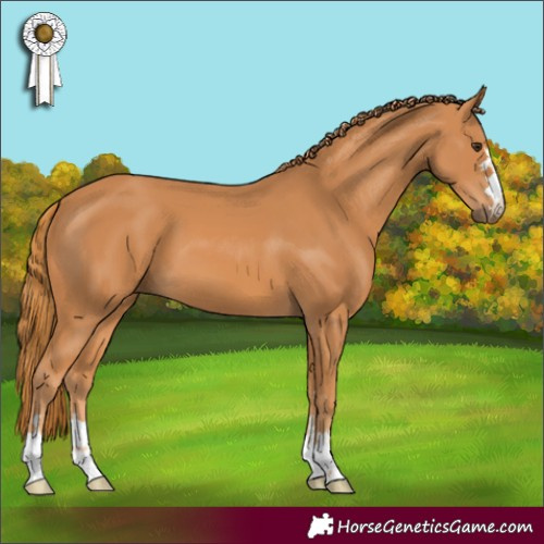 Horse Color:Chestnut 