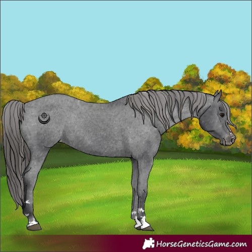 Horse Color:Black Appaloosa Rabicano 