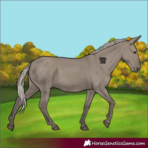 Horse Color:Silver Grullo