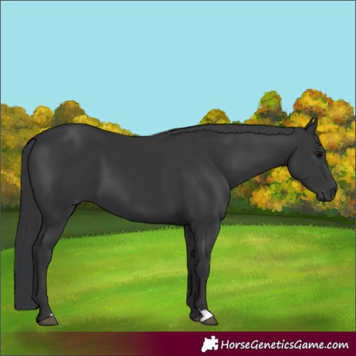Horse Color:Black 