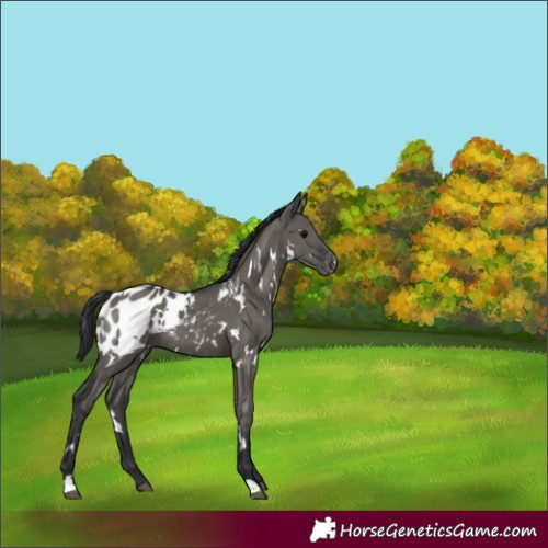 Horse Color:White Spotted Grullo Appaloosa Rabicano