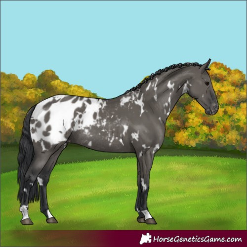 Horse Color:White Spotted Grullo Appaloosa Rabicano