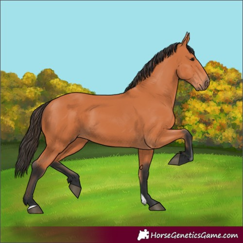 Horse Color:Bay 
