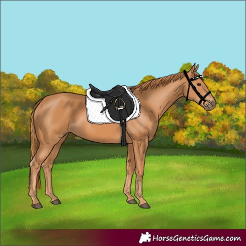 Horse Color:Chestnut 