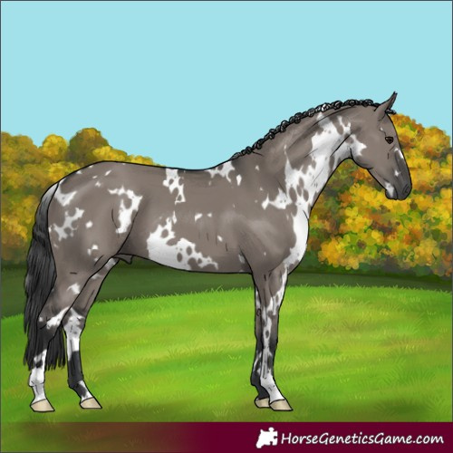 Horse Color:White Spotted Grullo