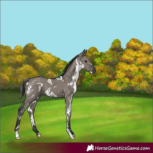 Horse Color:White Spotted Grullo